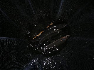 {̒މ