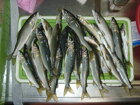 本日の釣果